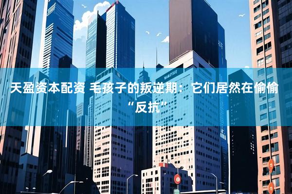 天盈资本配资 毛孩子的叛逆期：它们居然在偷偷 “反抗”